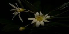 The flowering of Drimys brasiliensis (Winteraceae)