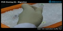 PCR Cloning (II)- Digestion