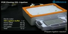 PCR Cloning (III)- Ligation