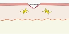 Dendritic Cell Movement