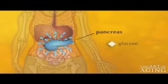 Mechanism of glucose utilization by the body