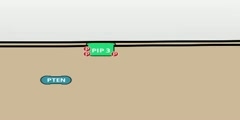 Video of PTEN ( tumour suppressor protein )