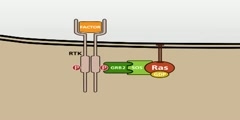 MAP-Kinase (MAPK) signalling pathway