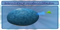 Protein Modification in Golgi Apparutus